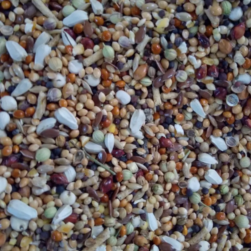 خوراک اقتصادی عروس هلندی و کوتوله برزیلی و مرغ عشق